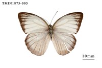 藏品(淡褐脈粉蝶)的圖片